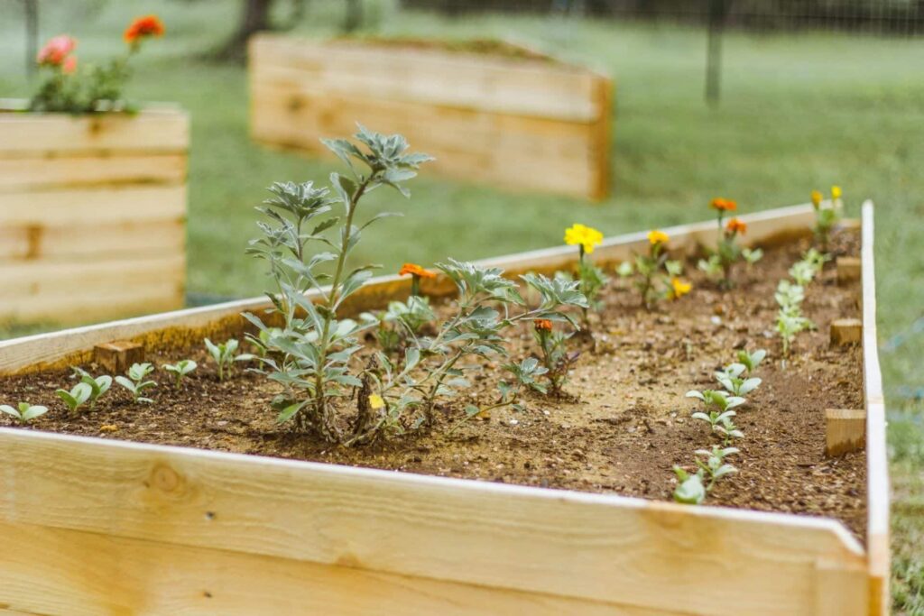 Plant nurturing activity for lavender springs senior living