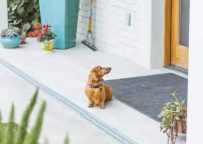 A dachshund puppy in lavender springs staring at the front door